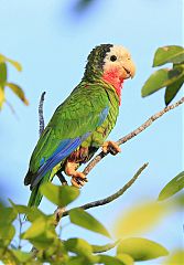 Cuban Parrot